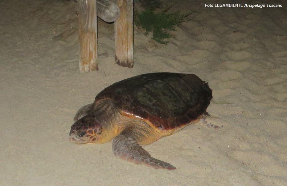 Recuperato All Isola Di Pianosa Un Esemplare Di Tartaruga Caretta