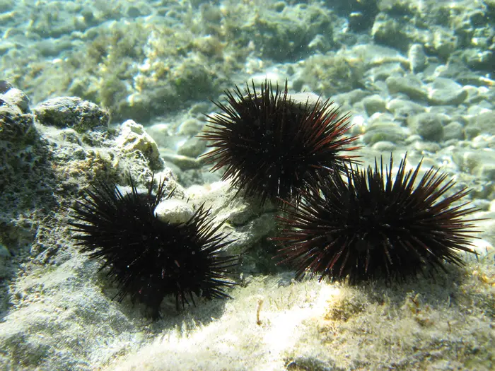 Sorpreso con 4500 ricci di mare, multa da 3 mila euro per un pescatore