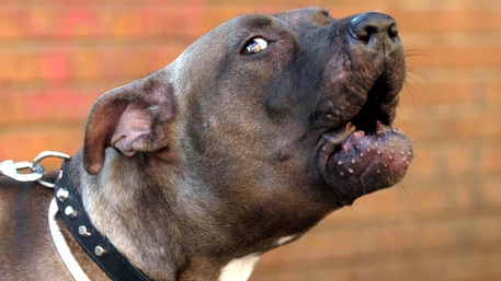 Un pitbull (Foto Ansa)