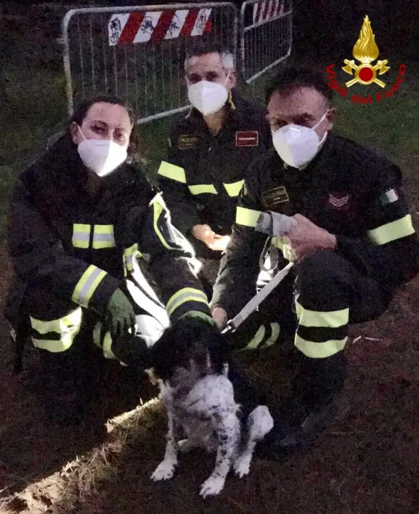 Cagnolina salvata dai vigili del fuoco