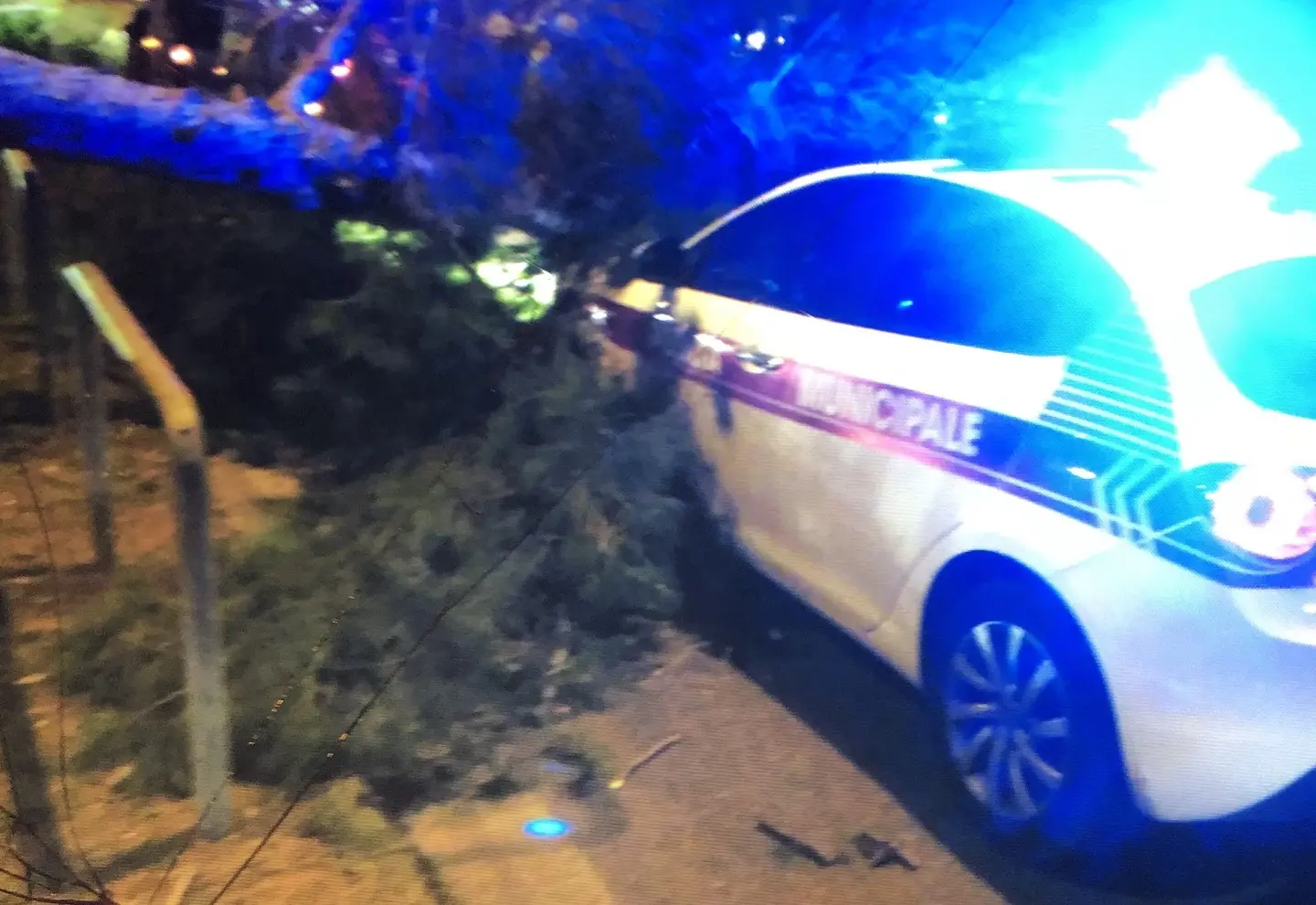 Maltempo, albero crolla sull'auto dei vigili / FOTO