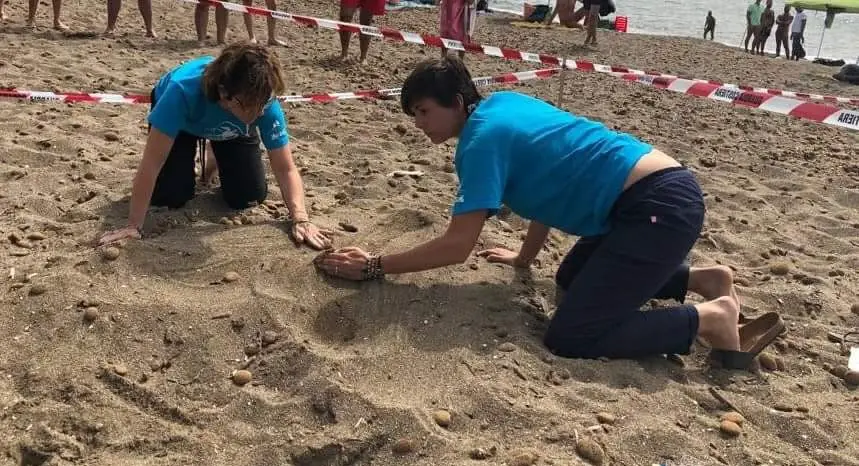 Nido di tartaruga caretta caretta a San Vincenzo, ecco come verrà monitorato