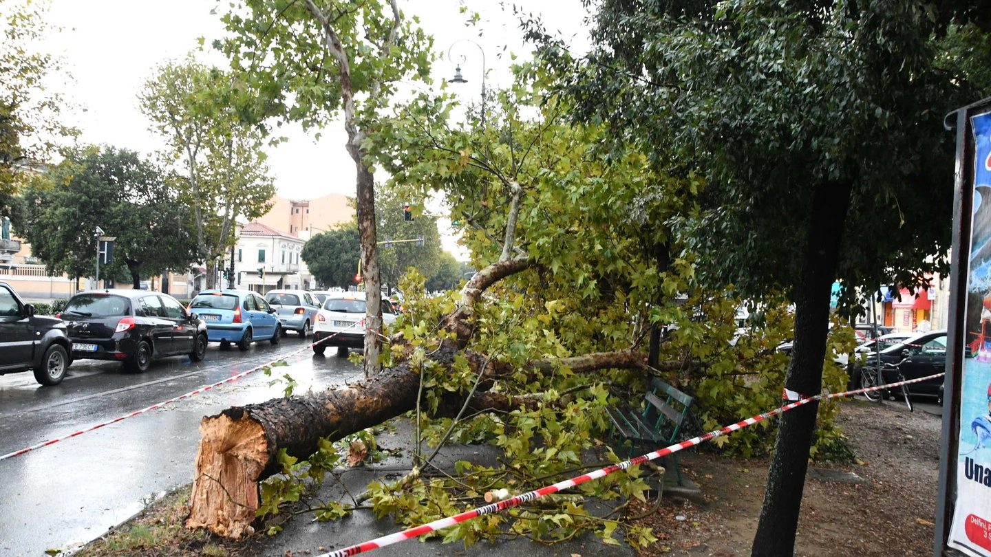 L'albero caduto (Foto Lanari)