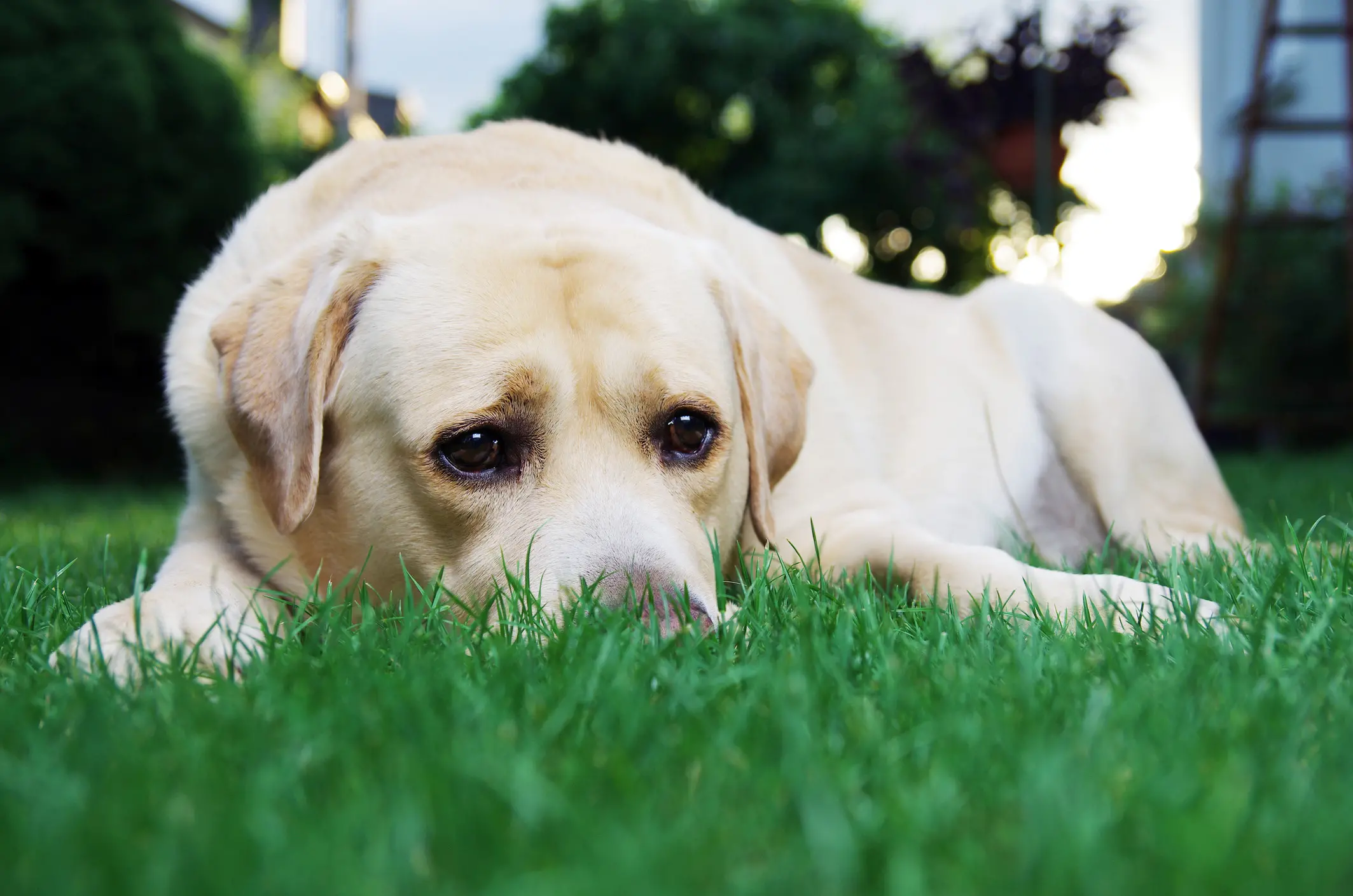 Amici animali. Chicco, ucciso come Snoopy. "Spari contro i cani: è emergenza"