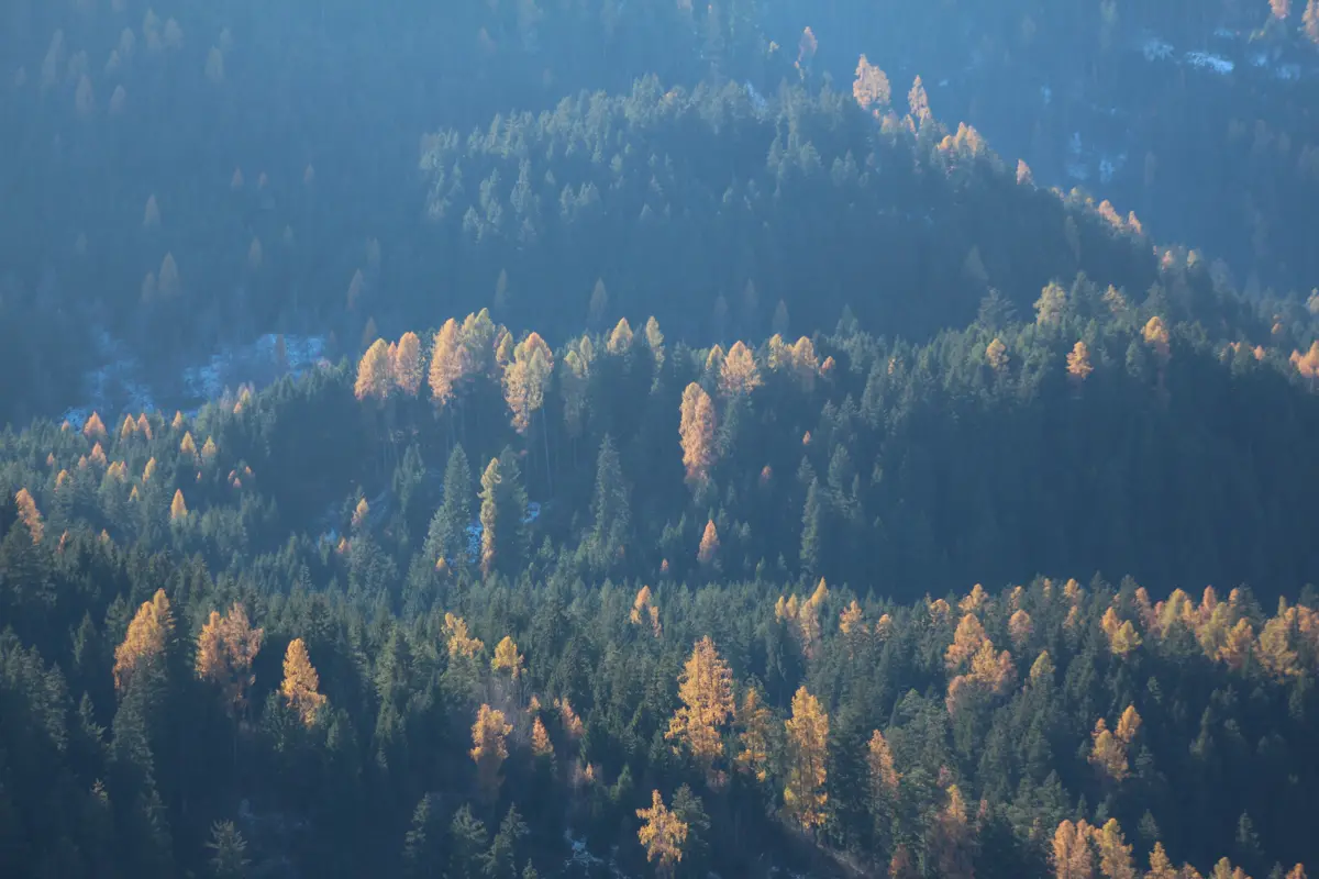 Alberi e arbusti della Toscana ora non hanno più segreti, ecco i dati del primo censimento