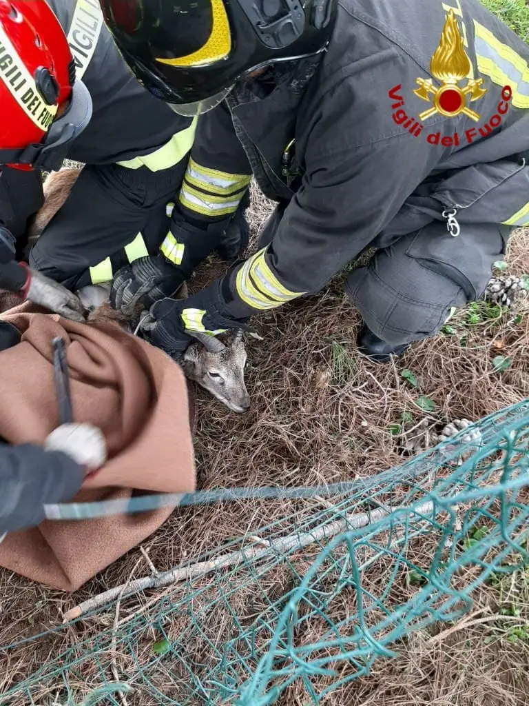 Muflone intrappolato, lo salvano i vigili del fuoco