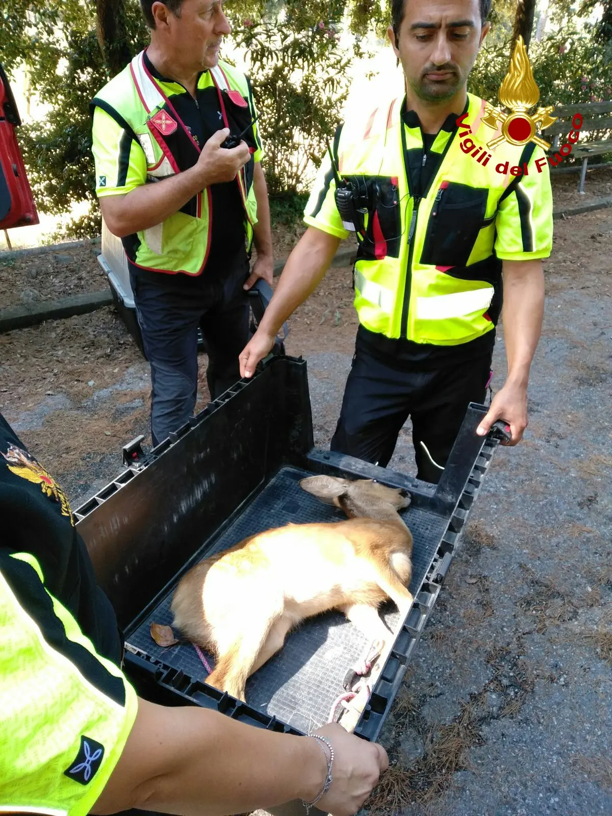 Cerbiatto ferito soccorso dai vigili del fuoco / FOTO