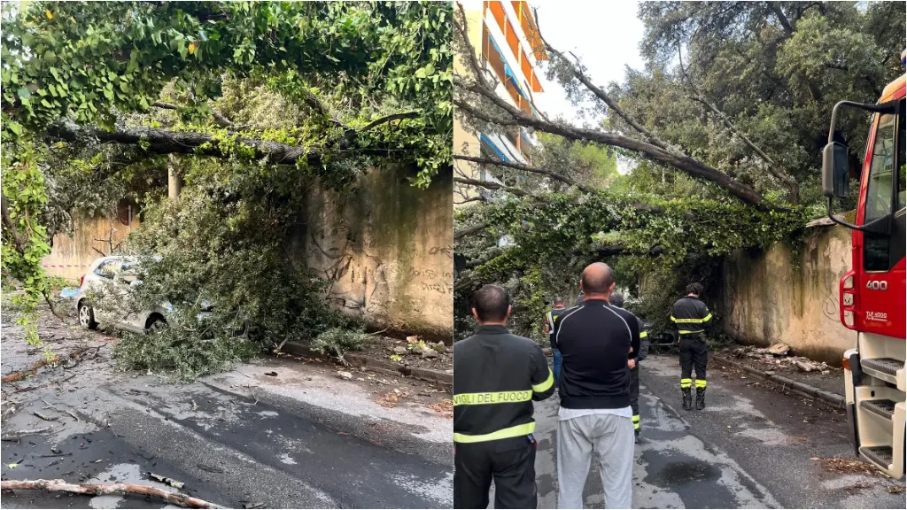 Livorno, albero crolla sulla strada. Intervento dei vigili del fuoco