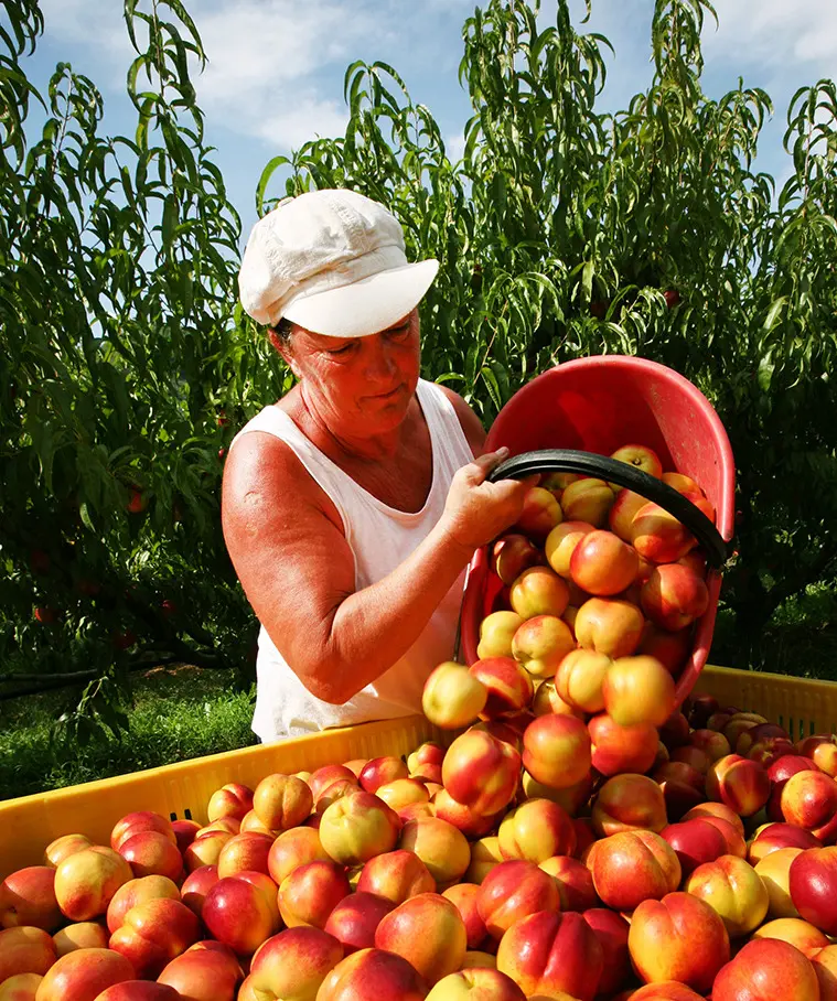 Lavoratori sfruttati in agricoltura. "5 euro all’ora e contributi irregolari"