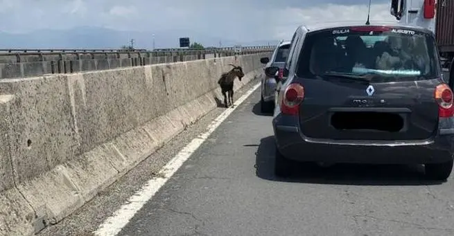 Capra sulla Firenze-Pisa-Livorno: caos per il traffico