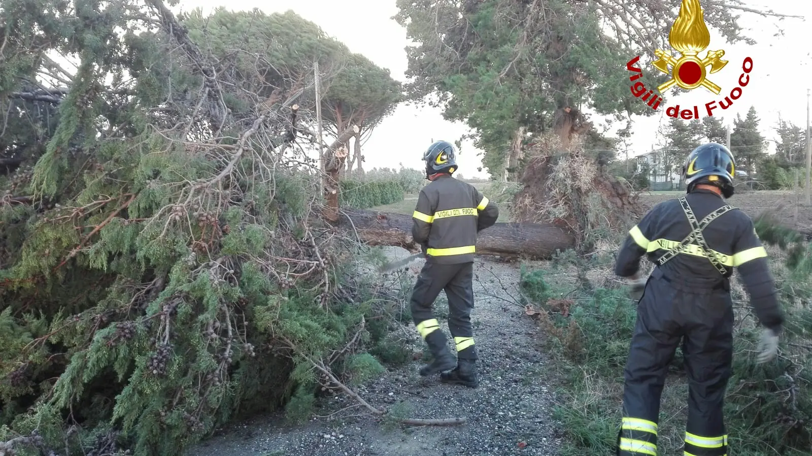 Tempesta, Livorno e la provincia contano i danni del maltempo, "Agricoltura in ginocchio"