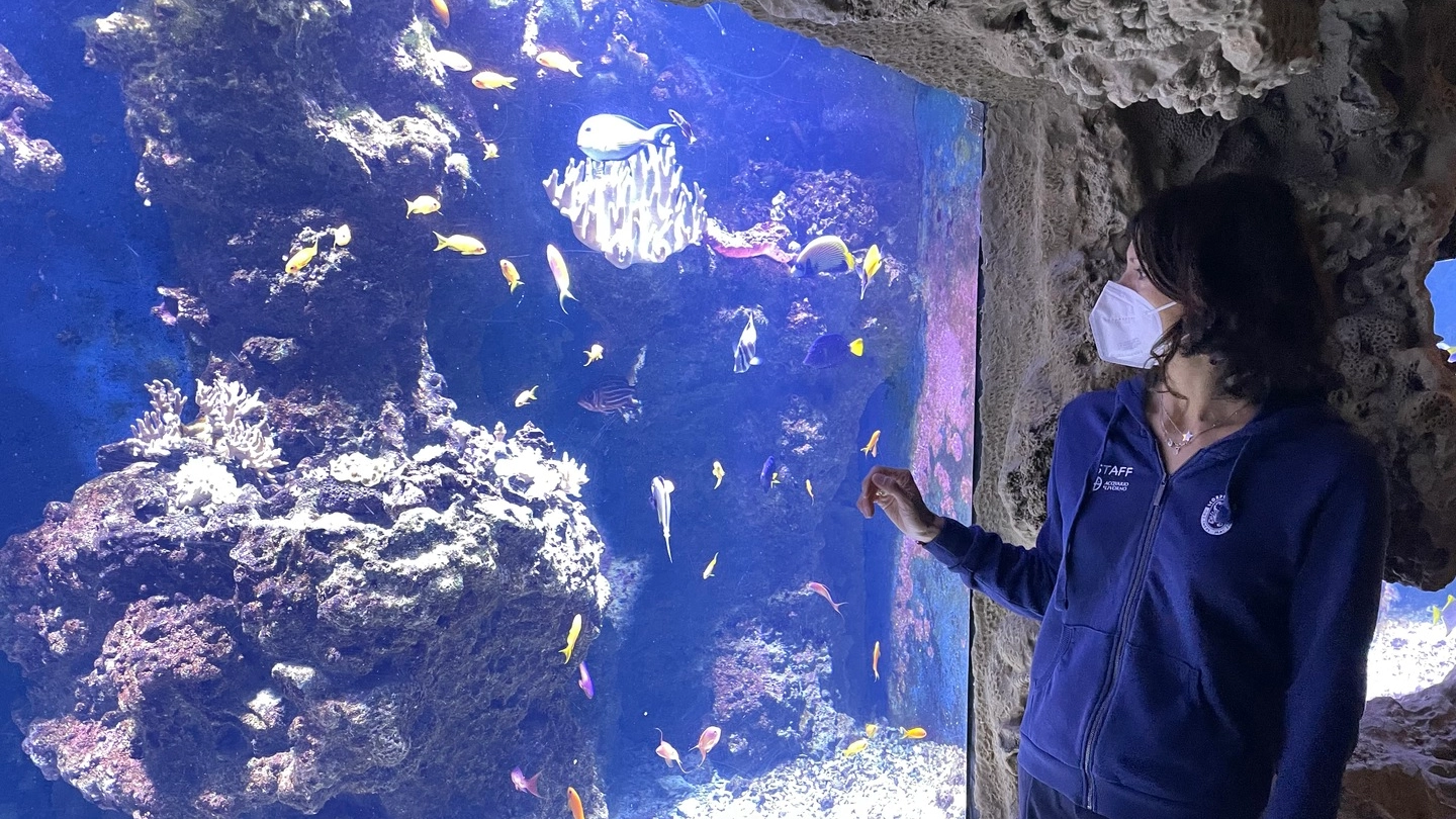 Riapre l’acquario di Livorno (Foto Novi)