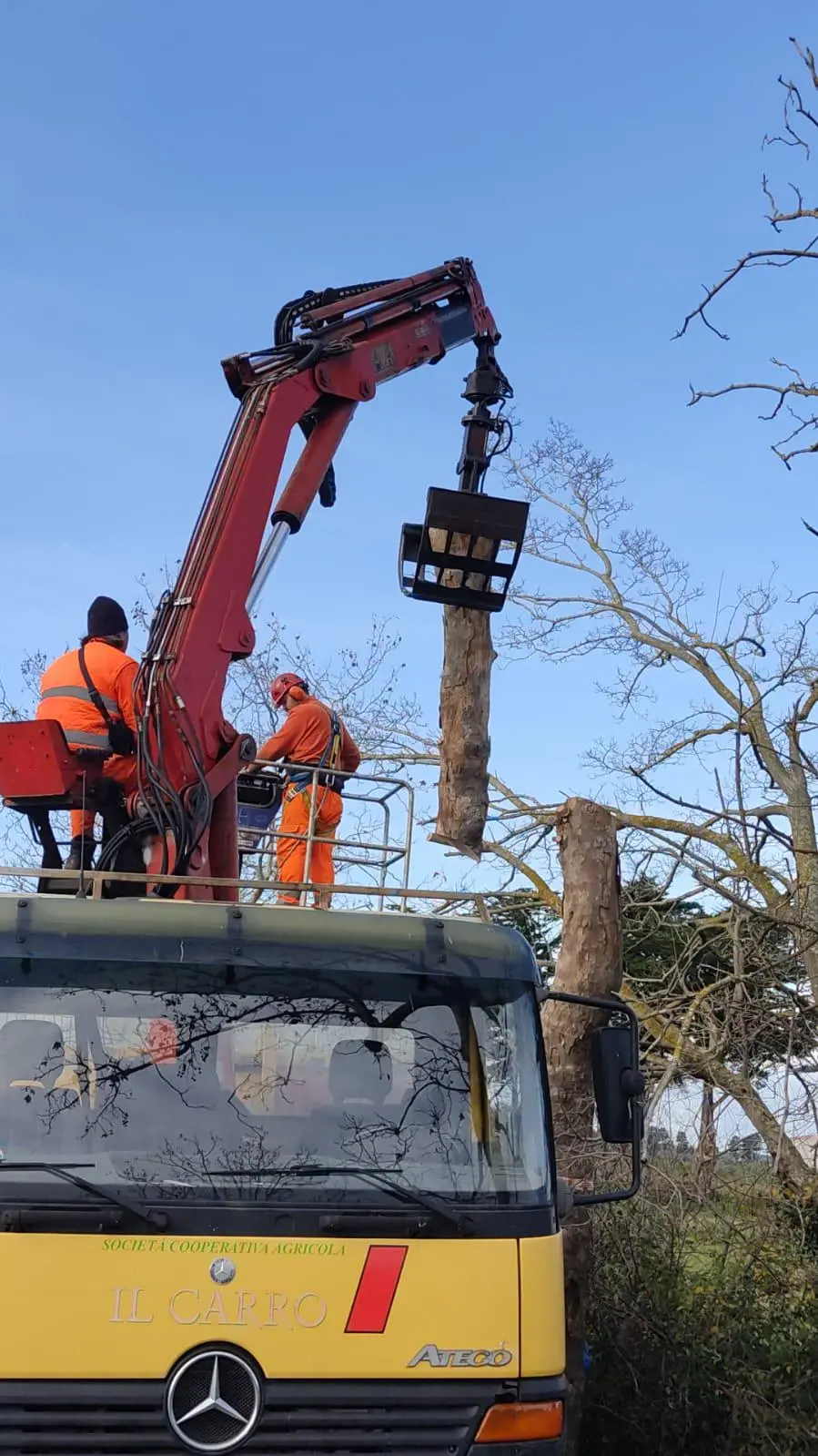 Rimossi alberi malati dalla strada provinciale della Camminata