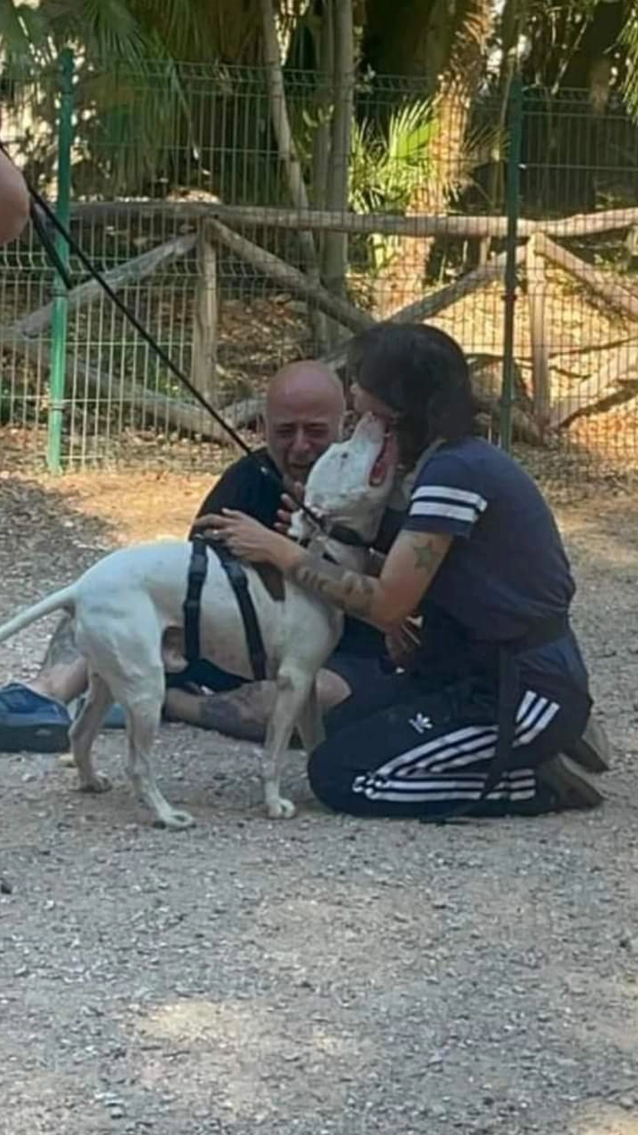 Weiss, il pitbull ritrovato, abbraccia i suoi padroni (Novi)