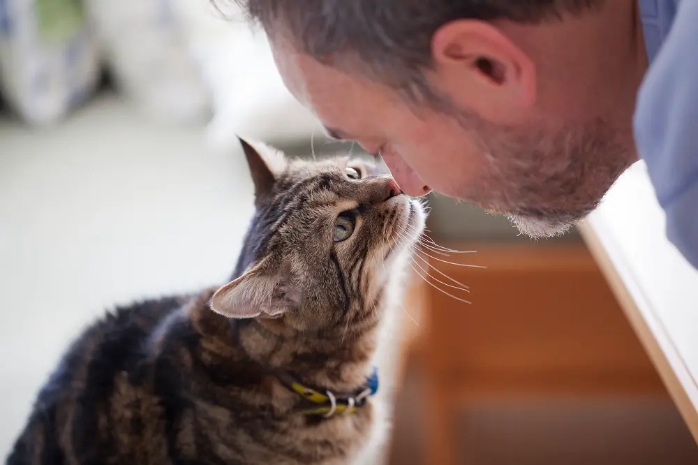 Amici animali. Testamento a favore di Micio e Fido. Un gesto d'amore 'oltre la vita'