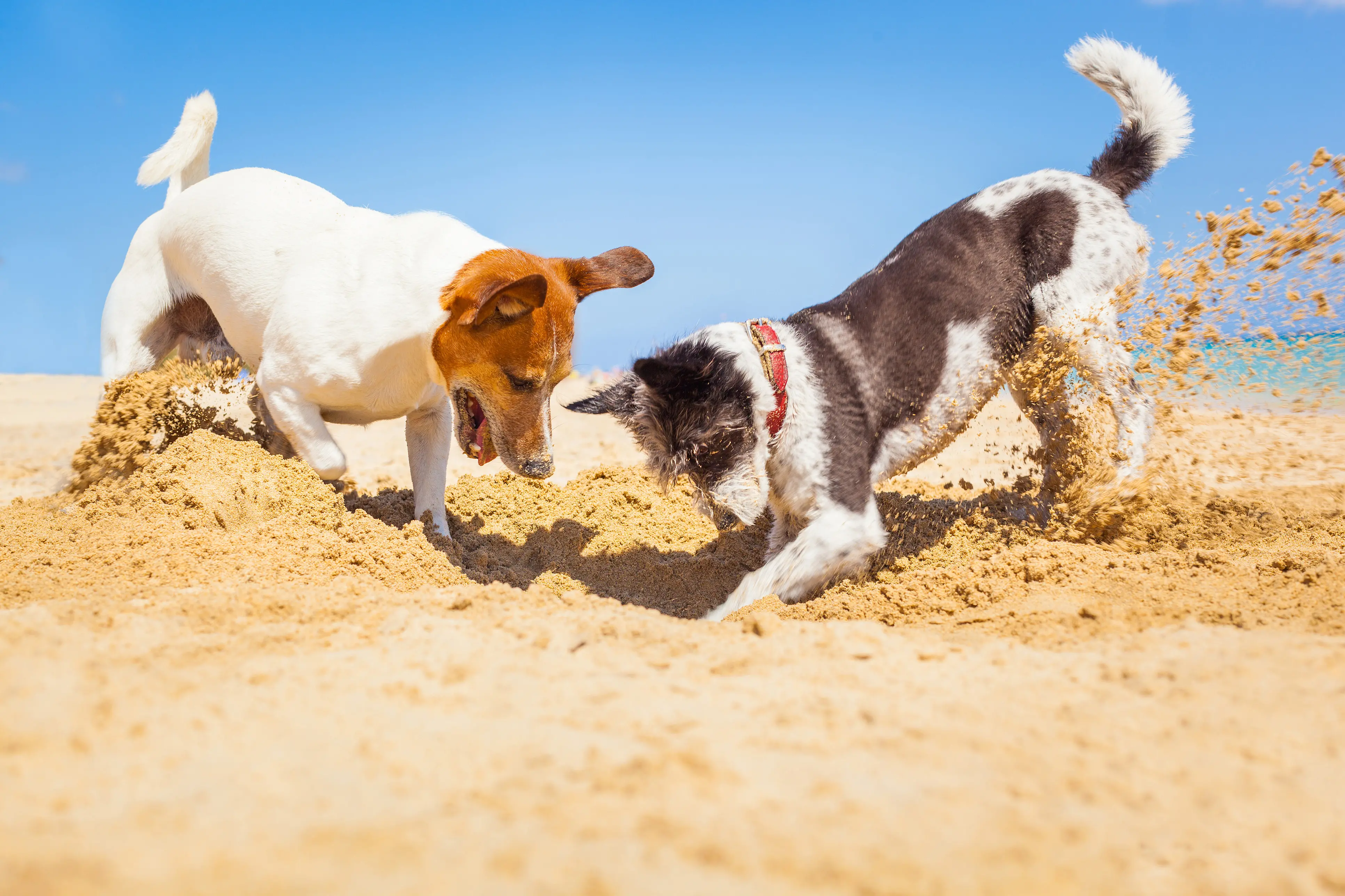 Spiagge per cani: dove andare? I consigli