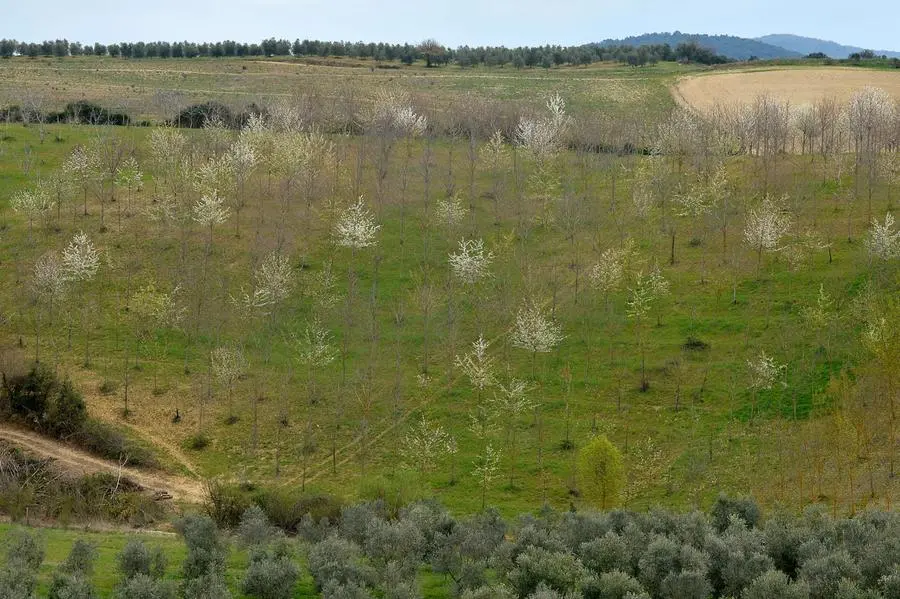 Ambiente: 'spighe verdi' a cinque comuni toscani