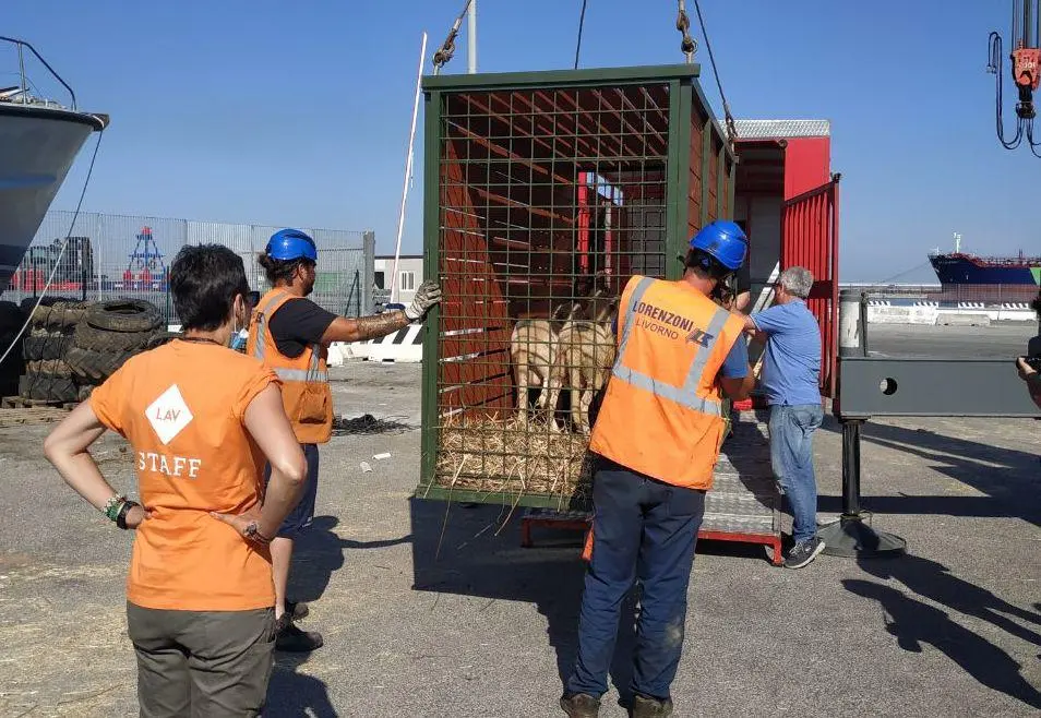 Lo sbarco degli animali salvati