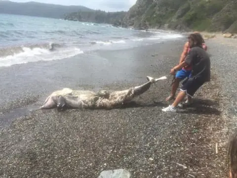 Isola d'Elba, carcassa di delfino sulla spiaggia di Norsi