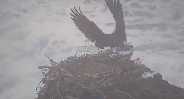 Il falco volteggia sul mare in tempesta per tornare nel nido. Il video spettacolare