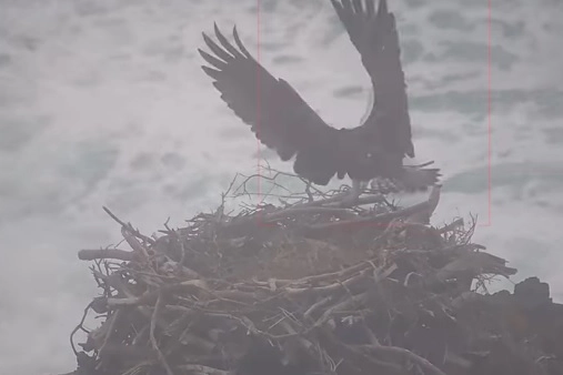 Il falco pescatore a Capraia