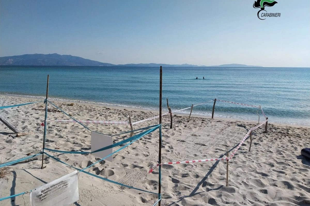 La spiaggia dove sono nate le tartarughe marine