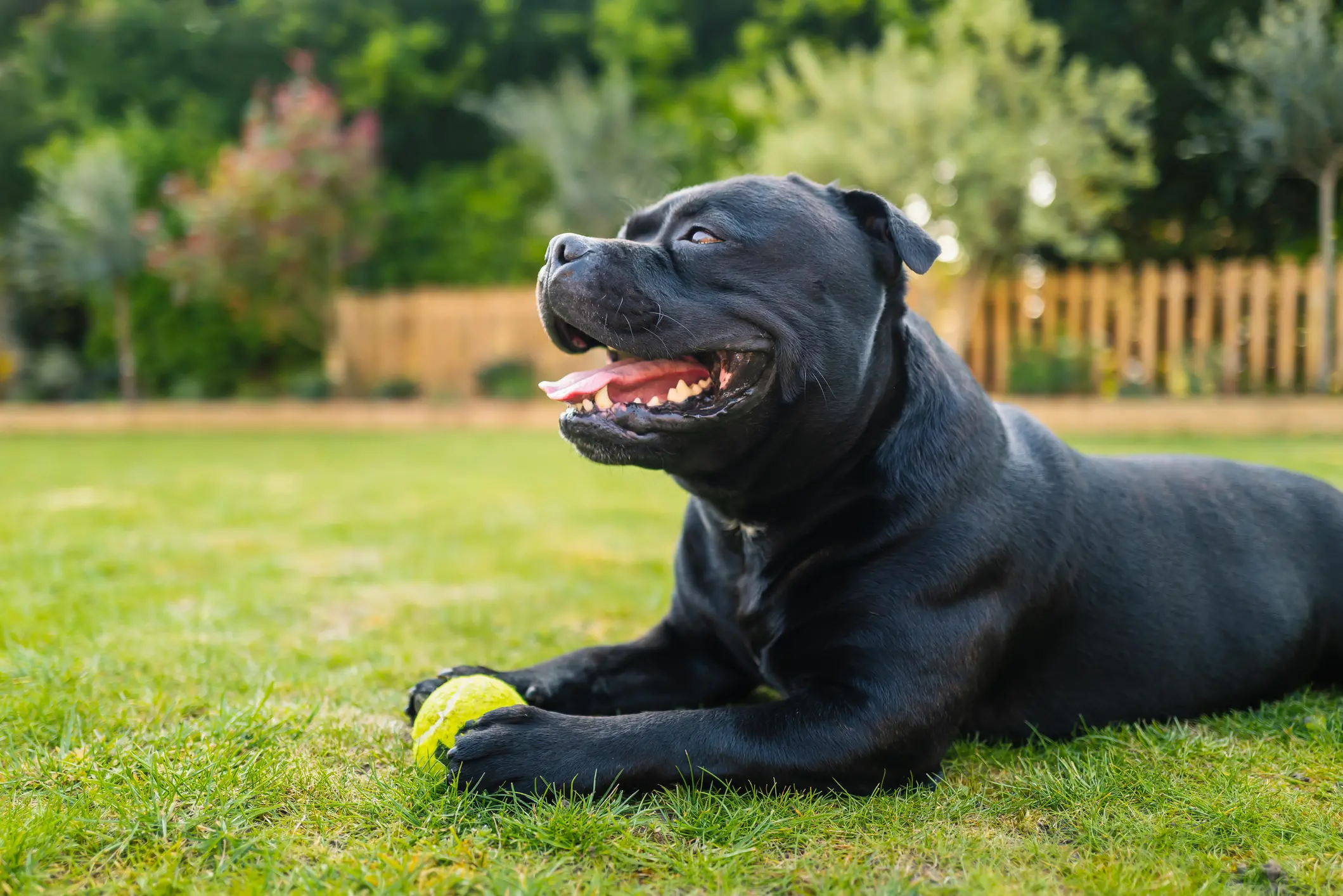 Di che razza è il cane che ha morso il neonato a Firenze. Chi è lo Staffordshire Bull Terrier