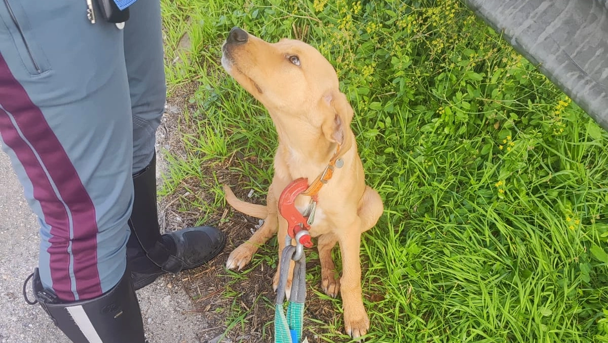 Il cagnolino soccorso dalla polizia stradale di Cecina