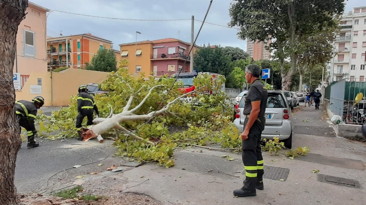 L'albero caduto in via Montebello: per la rimozione sono intervenuti i vigili del fuoco (Foto Novi)