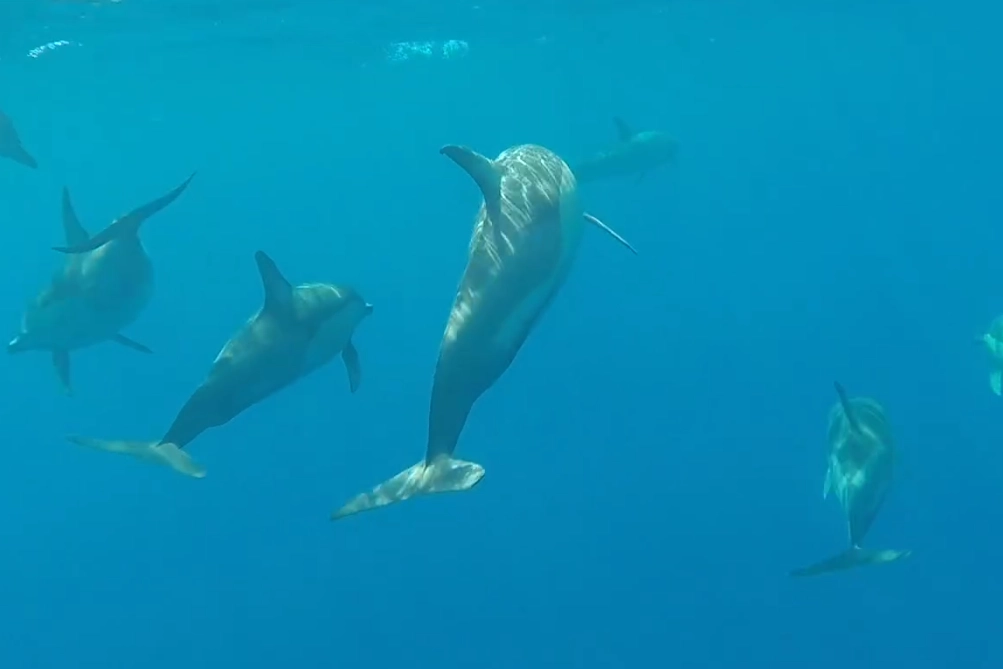 I delfini avvistati a largo dell'isola d'Elba (Dal video sui social di Centro Ricerca Cetacei)