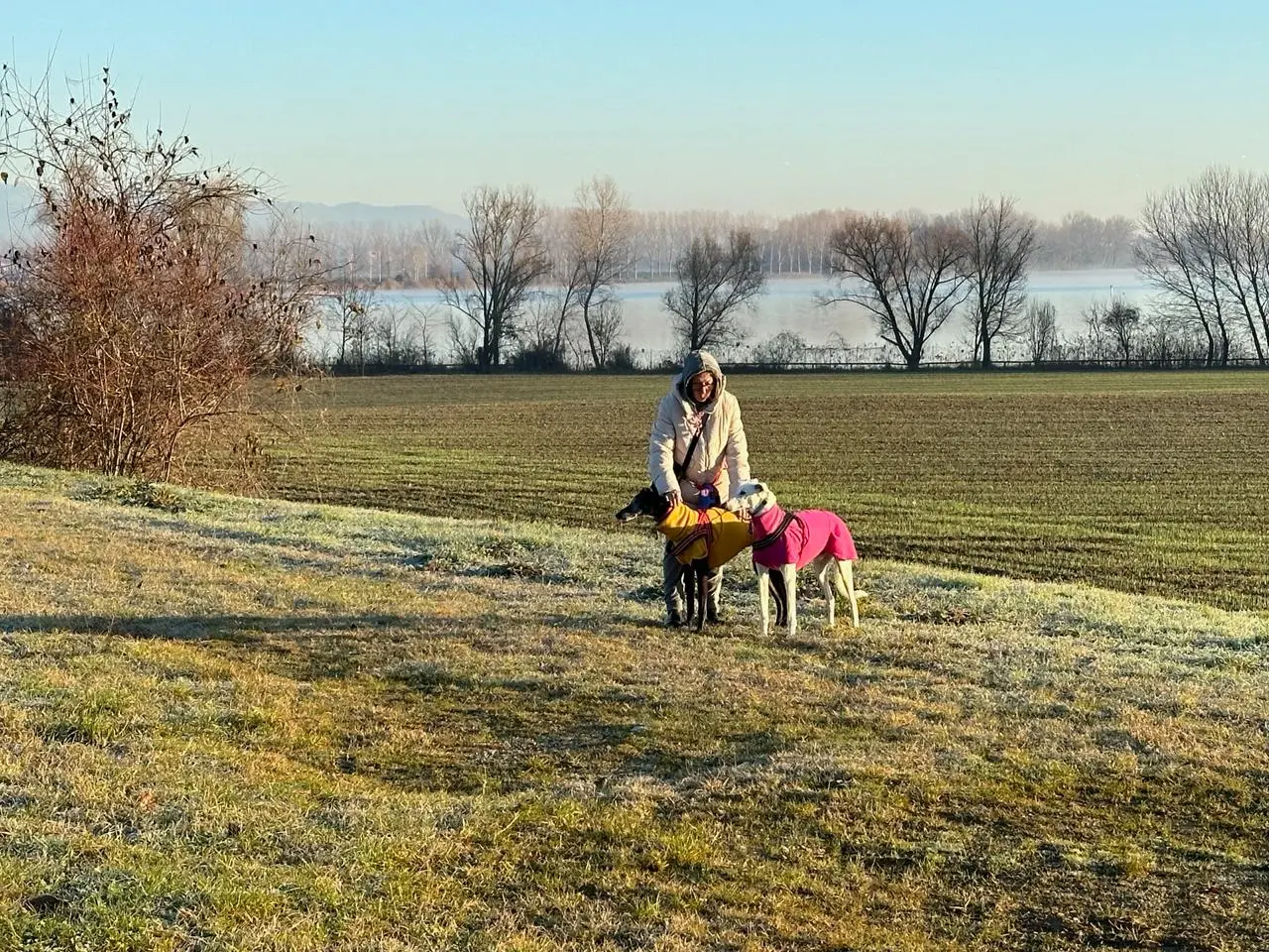 Pitbull senza controllo sbranano cane: “Erano scatenati, un grande spavento”